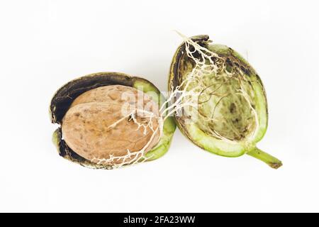 Walnuss (Juglans regia), reife Frucht mit Schale Stockfoto