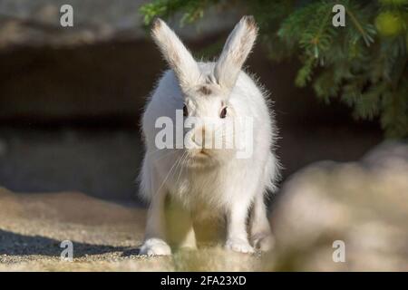 Alpenhase, Blauhase, Berghase, Weißhase, Eurasischer Arktischhase (Lepus timidus varronis, Lepus varronis), Blick in die Kamera, Stockfoto