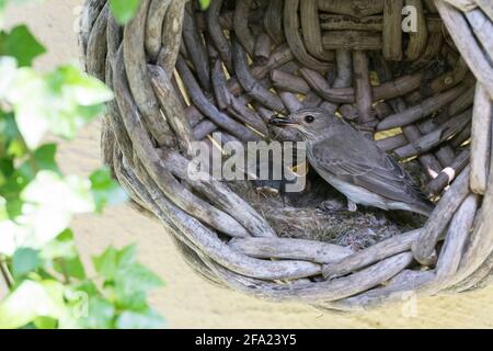 Gefleckter Fliegenfänger (Muscicapa striata), füttert junge Vögel in einem alten Korb im Haus, Deutschland Stockfoto