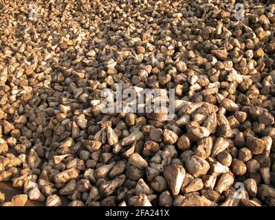 Zuckerrüben, Zuckerrüben, Rübenwurzel, Zuckerrübenwurzel (Beta vulgaris var. altissima), riesiger Zuckerrübenhaufen, Österreich Stockfoto