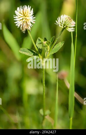 Berg KLEE (Trifolium montanum), blühende, Deutschland, Bayern Stockfoto