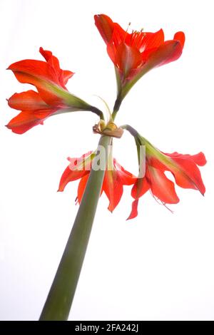 amaryllis (Hippeastrum-Braut), Blumen, Ausschnitt Stockfoto