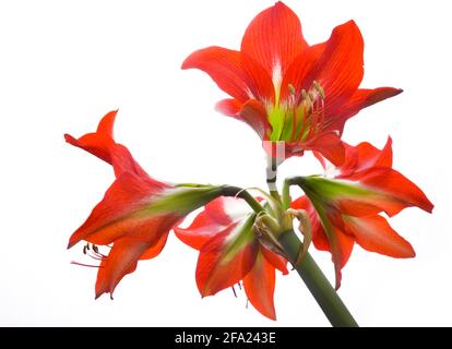 amaryllis (Hippeastrum-Braut), Blumen, Ausschnitt Stockfoto