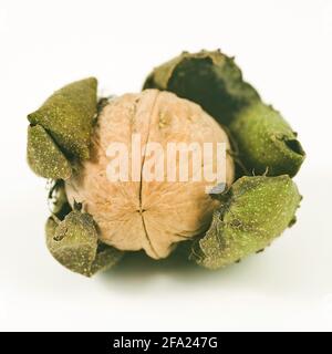 Walnuss (Juglans regia), reife Frucht mit Schale Stockfoto