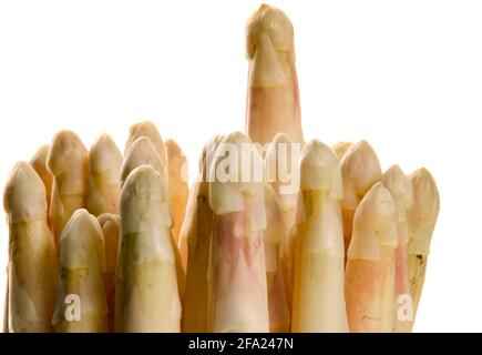 Gartensparagus, Spargelgras, Wildsparagus (Asparagus officinalis), Spargelspitzen Stockfoto