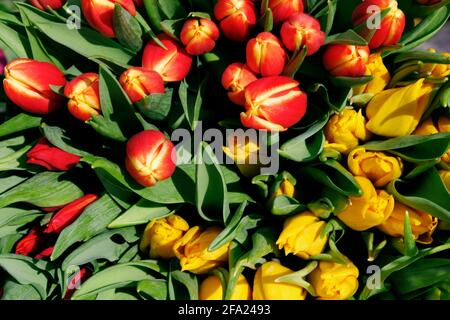 Tulpen Strauß Stockfoto