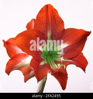 amaryllis (Hippeastrum-Braut), Blumen, Ausschnitt Stockfoto