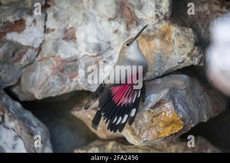 wallcreeper (Tichodroma muraria), thront auf einer Steinmauer, die das Gebiet, Österreich, Tirol verteidigt Stockfoto