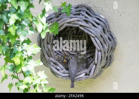 Gefleckter Fliegenfänger (Muscicapa striata), füttert junge Vögel in einem alten Korb im Haus, Deutschland Stockfoto