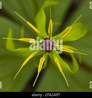 Herb Paris (Paris quadrifolia), Blume, Österreich Stockfoto