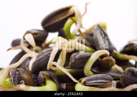 Gewöhnliche Sonnenblume (Helianthus annuus), Sonnenblumen-Setzlinge Stockfoto