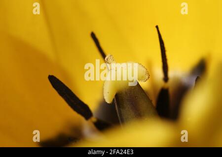 gelbe Tulpe Stockfoto