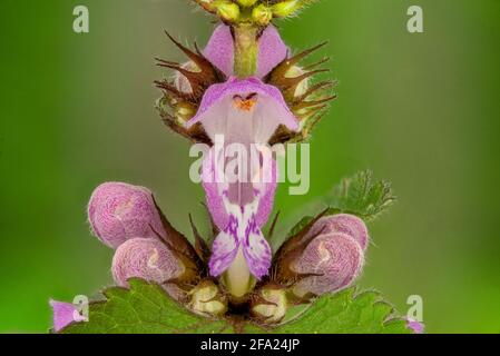 Gefleckte Totennessel, gefleckte Totennessel (Lamium maculatum), Blüten und Knospen, Deutschland, Bayern Stockfoto