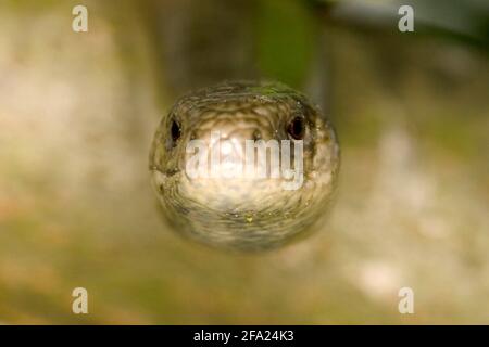 Europäischer langsamer Wurm, Blindwurm, langsamer Wurm (Anguis fragilis), Portrait, Österreich Stockfoto