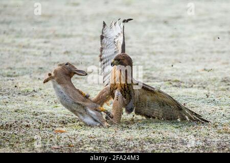 Rotschwanzfalke (Buteo jamaicensis), fängt ein Kaninchen, Falknerei, Deutschland, Bayern Stockfoto