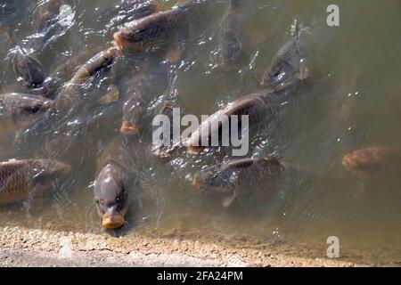 Eine Reihe von Koi Karpfen in einem Teich auf der Oberfläche während der Fütterung. Stockfoto