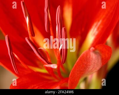 amaryllis (Hippeastrum-Braut), Blumen Stockfoto