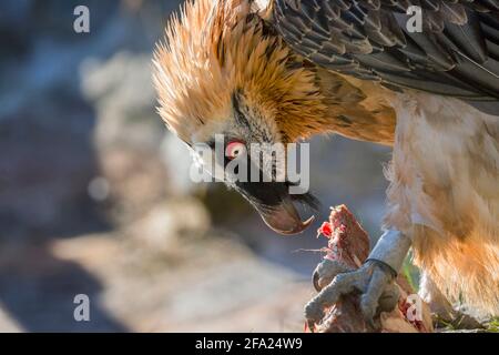 Lammergeier, Bartgeier (Gypaetus barbatus), Knochenfütterung, Österreich, Tirol Stockfoto