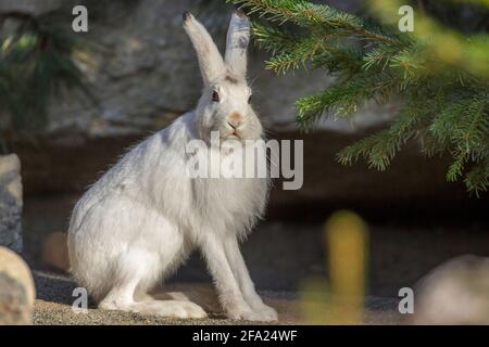 Alpenhase, Blauhase, Berghase, Weißhase, Eurasischer Arktischhase (Lepus timidus varronis, Lepus varronis), sitzt vor einem Felsen Stockfoto