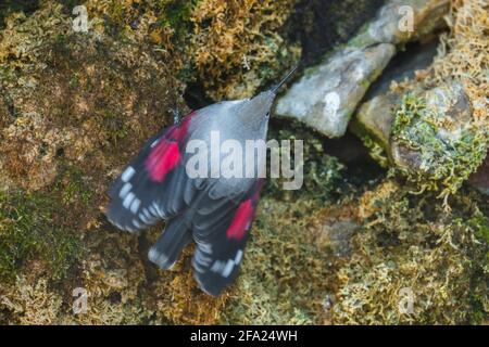 wallcreeper (Tichodroma muraria), sitzt auf einem moosigen Stein, der seine Flügel ausbreitet, Österreich, Tirol Stockfoto