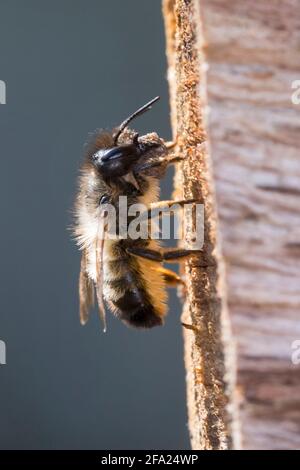 Rote Maurerbiene (Osmia rufa, Osmia bicornis), Weibchen, das das Nest mit Sand, Lehm oder Erde versiegelt, Deutschland Stockfoto