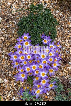 Blühender lila Crosus auf einem Kiesgrund mit anderen grünen Pflanzen herum. Stockfoto