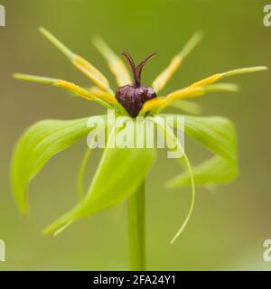 Herb Paris (Paris quadrifolia), Blume, Österreich Stockfoto
