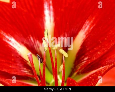 amaryllis (Hippeastrum-Braut), Blumen Stockfoto