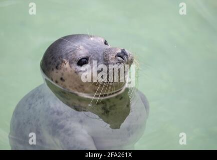 Nahaufnahme einer Robbe im Cornish Seal Sanctuary in Gweek, Cornwall Stockfoto