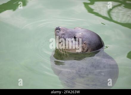 Nahaufnahme einer Robbe im Cornish Seal Sanctuary in Gweek, Cornwall Stockfoto