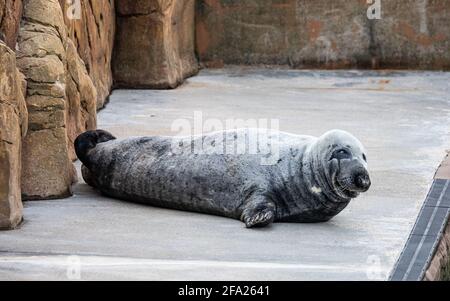 Nahaufnahme einer Robbe im Cornish Seal Sanctuary in Gweek, Cornwall Stockfoto