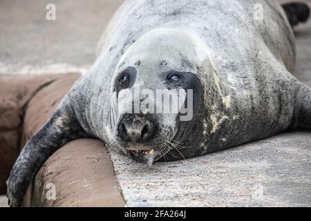 Nahaufnahme einer Robbe im Cornish Seal Sanctuary in Gweek, Cornwall Stockfoto