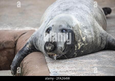 Nahaufnahme einer Robbe im Cornish Seal Sanctuary in Gweek, Cornwall Stockfoto