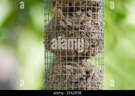 Nahaufnahme eines Vogelfutters mit Samen für Vögel, die in einem Baum im Garten hängen. Stockfoto