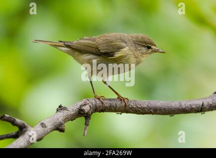 Weidensänger, der während der Wanderung einen Garten besucht, Andalusien, Spanien. Stockfoto