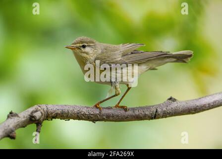 Weidensänger, der während der Wanderung einen Garten besucht, Andalusien, Spanien. Stockfoto