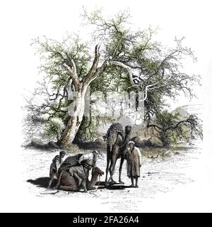 Männer und Kamele ruhen unter einem Akazienbaum in Wady Feiran, Sinai Holzstich aus dem 'malerischen Palästina, Sinai und Ägypten' von Wilson, Charles William, Sir, 1836-1905; Lane-Poole, Stanley, 1854-1931 Band 4. Veröffentlicht 1884 von J. S. Virtue and Co, London Stockfoto