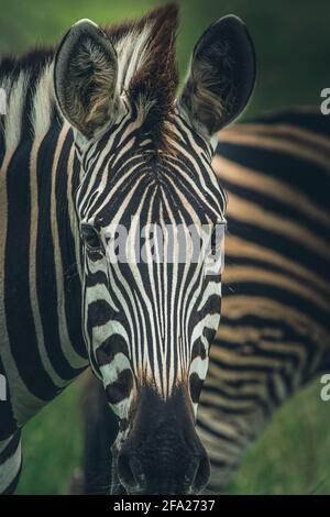 Nahaufnahme eines Burchell-Zebras, das mit einem Zebra im Hintergrund in die Kamera blickt, Kruger-Nationalpark. Stockfoto