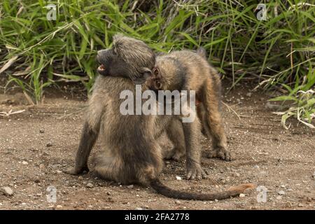Zwei Chacma Baboons, die auf der Straße sitzen und der eine beißt den anderen in den Hals, Kruger National Park. Stockfoto