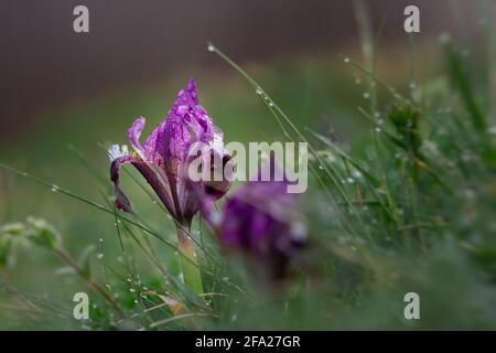 Iris wild purpurrot Iris pumila aus der Nähe blüht auf einer Wiese. Makrofotografie des Morgentaus. Grünes Gras, Tropfen auf zarte Blumen, das Konzept der Stockfoto