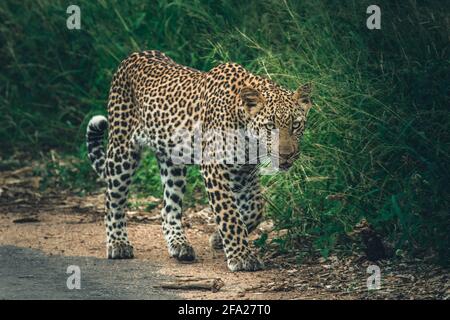 Ein subadulter Leopard, der sich am Straßenrand im Krüger National Park hinunterschleicht. Stockfoto