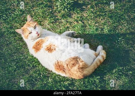 Die weißginger Katze gähnt im Gras. Selektiver Fokus, Draufsicht Stockfoto