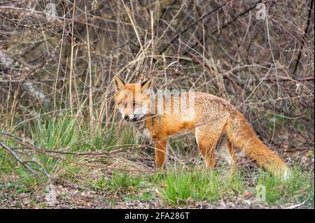 Ein Rotfuchs, der neben den Büschen steht Stockfoto