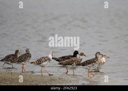 Ein Schwarm männlicher Riffe (Philomachus pugnax) am flachen Strand eines Sees in den Münster Rieselfelder, Deutschland Stockfoto