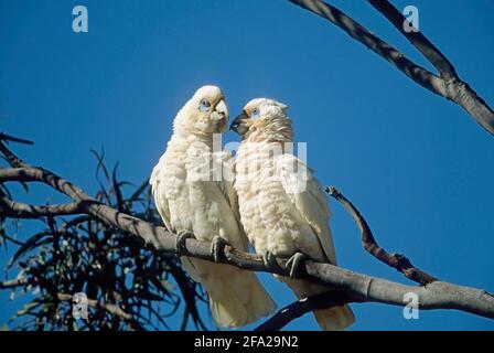 Little Corella Paar Cacatua sanguinea (Rassenpastinator) Western Australia BI004446 Stockfoto