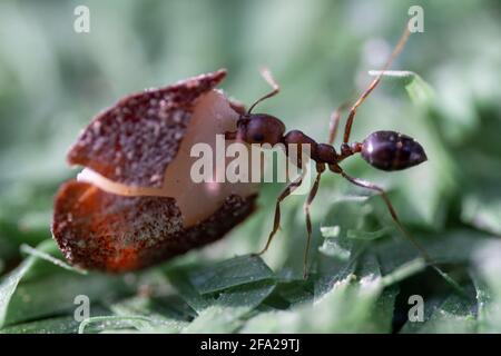 Sahara Desert Ameisen (Cataglyhis nodus) Makrofotografie beschäftigt ziehen Samen Seitenansicht in den Vereinigten Arabischen Emiraten. Teamarbeit, harte Arbeit und Einfallsreichtum Stockfoto