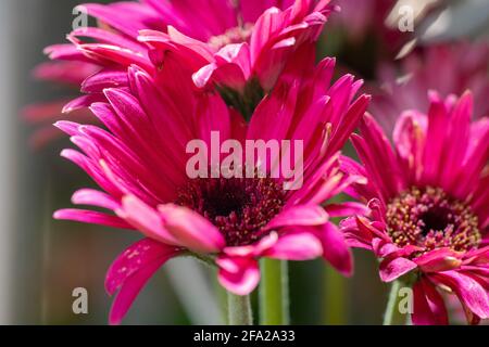 Leuchtend rosa Gebera-Gänseblümchen (Gerbera jamesonii) in einem Garten. Auch als Barberton Daisy, Transvaal Daisy und als Barbertonse madeliefie bezeichnet. Stockfoto