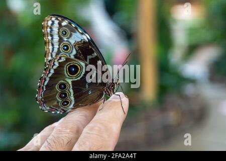 Blauer Schmetterling, Morpho-Peleides, der Peleides-blauer Morpho, gemeiner Morpho oder der Kaiser, der auf den Finger des Menschen geschlossen wurde. Stockfoto