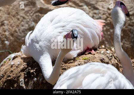 Eine Mutter des großen Flamingos (Phoenicopterus roseus) sitzt auf dem Nest über dem Babyei. Stockfoto