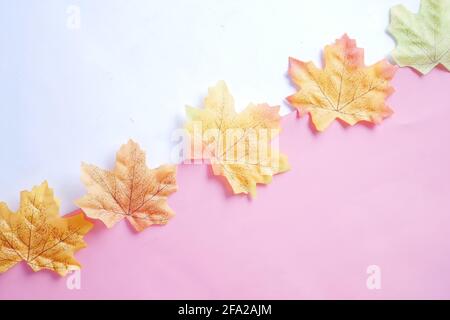 Herbst Ahornblätter isoliert auf weißem Hintergrund, top down Stockfoto